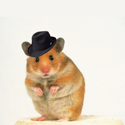 hamster cowboy hat