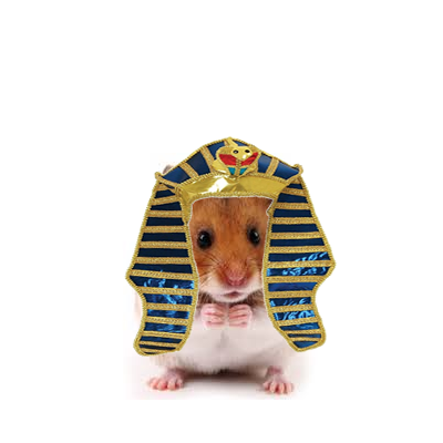 hamster5